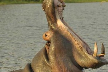 Người đàn ông Mỹ suýt bị hà mã nuốt chửng ở châu Phi