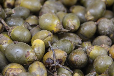 Xôn xao mua cau non bán cho thương lái xuất ngoại