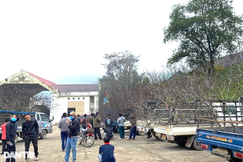 Thương lái Việt vượt hơn 400km săn đào đá độc lạ ở Lào bán Tết - 6 Thương lái Việt vượt hơn 400km săn đào đá độc lạ ở Lào bán Tết - 6