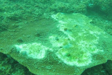 Bộ ảnh đáy biển miền Trung sau sự cố môi trường