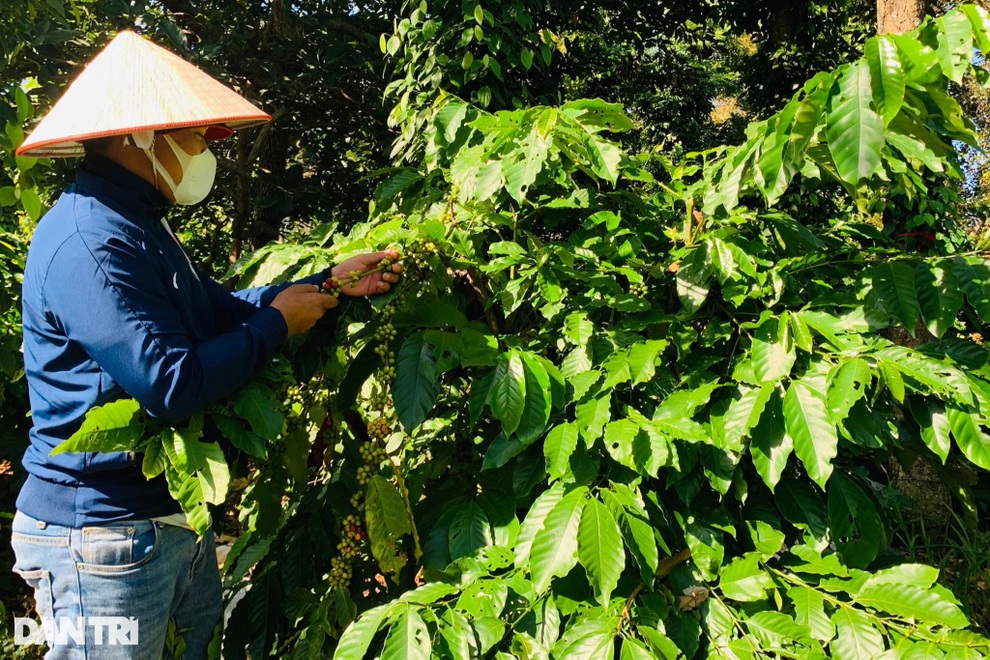 Ưu tiên sử dụng lao động từ vùng dịch về để thu hoạch cà phê - 1 Ưu tiên sử dụng lao động từ vùng dịch về để thu hoạch cà phê - 1