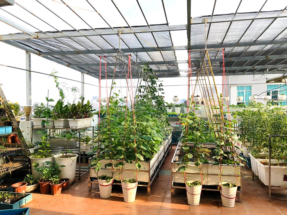 Mẹ đảm ở Hà Nội cặm cụi chở đất, đưa lên tầng 8 làm vườn 100m2 - 1