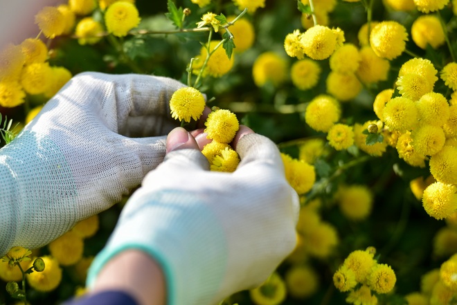 Ngắm cánh đồng cúc tiến vua vàng ruộm mộng mơ tại Nghĩa Trai, Hưng Yên - 19 Ngắm cánh đồng cúc tiến vua vàng ruộm mộng mơ tại Nghĩa Trai, Hưng Yên - 19