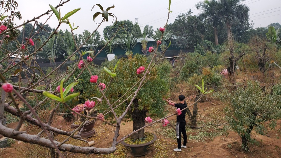 Người làm nghề trồng đào Nhật Tân lo cho vụ mùa dịp Tết Nguyên đán - 6 Người làm nghề trồng đào Nhật Tân lo cho vụ mùa dịp Tết Nguyên đán - 6