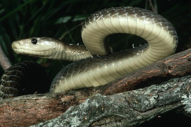 5 loài vật nguy hiểm nhất thế giới