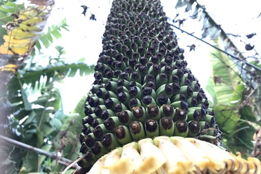 Độc đáo buồng chuối hàng trăm nải, dài 2,5 m