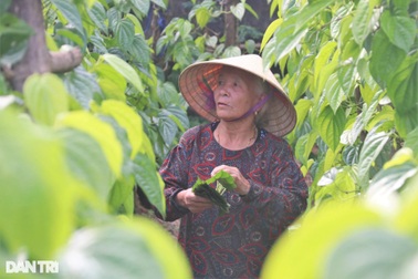 Trầu không "tiến vua" đắt như tôm tươi, người trồng "hái lá đếm tiền"