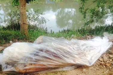 Kỳ lạ cá heo trôi dạt vào sông, cách cửa biển hơn 100 km