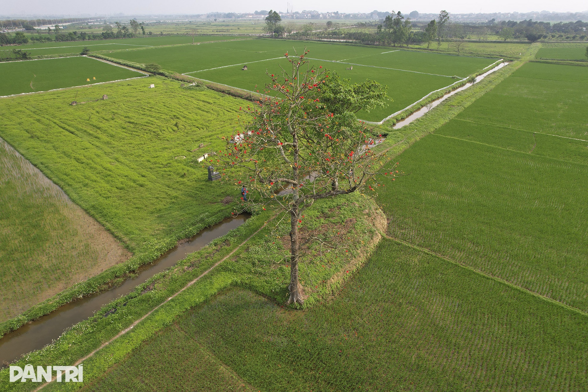Những cây hoa gạo cô đơn nổi bật trên đồng ruộng xanh mùa hoa nở - 9 Những cây hoa gạo cô đơn nổi bật trên đồng ruộng xanh mùa hoa nở - 9