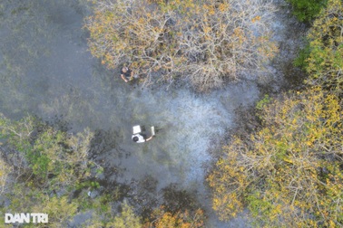 Vẻ đẹp kỳ bí của rừng nguyên sinh ngập nước duy nhất trên phá Tam Giang