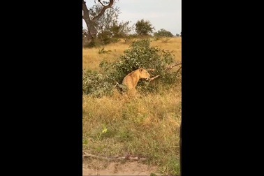 Đói bụng, sư tử leo cây giành đồ ăn của báo và cái kết