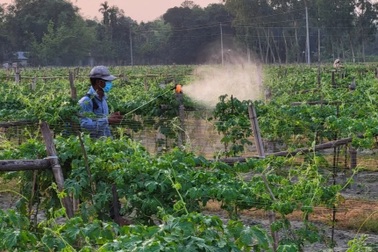 Điềm báo “ngày tận thế của côn trùng” không còn xa