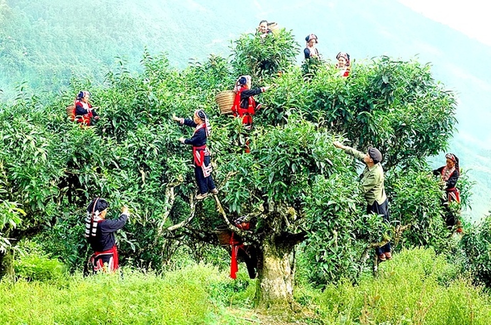 Chè Shan tuyết cổ thụ 400 năm tuổi sẽ xuất sang Châu Âu - 1 Chè Shan tuyết cổ thụ 400 năm tuổi sẽ xuất sang Châu Âu - 1
