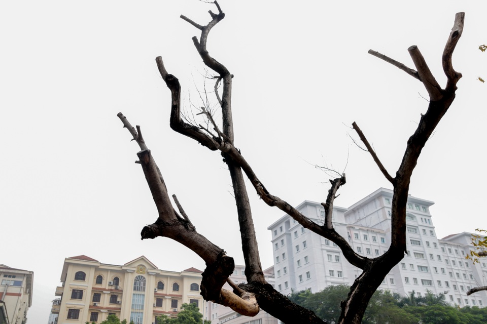 Truyền dịch giải cứu bất thành, hàng chục cây sưa đỏ chết khô ở Hà Nội - 7 Truyền dịch giải cứu bất thành, hàng chục cây sưa đỏ chết khô ở Hà Nội - 7