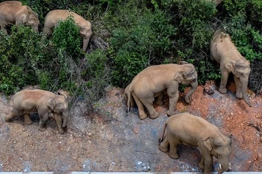 Đàn voi khủng đi "phượt" 500 km gây xôn xao Trung Quốc