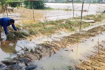 “Thủ phủ” hoa Tết sạch trơn do lũ