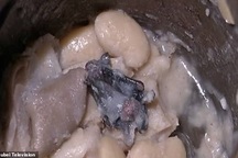 Vũ Hán: Rùng mình khi phát hiện dơi chết trong bát súp thịt heo gọi về