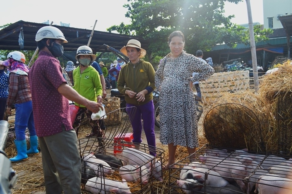 Giữa mùa khan hiếm, đắt đỏ tìm về chợ heo giống độc nhất Việt Nam - 5 Giữa mùa khan hiếm, đắt đỏ tìm về chợ heo giống độc nhất Việt Nam - 5