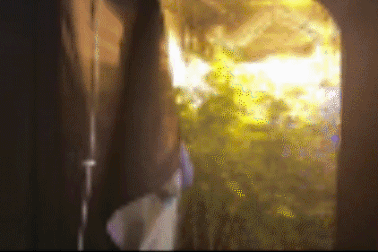 Truy tố người Nga trồng cần sa trong phòng ngủ ở Bình Thuận