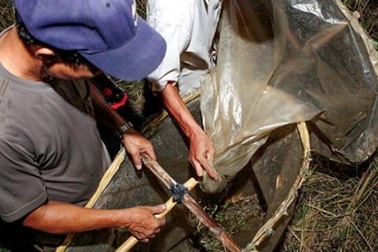 Nhộn nhịp mùa “quay” châu chấu ở Thủ đô