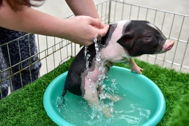 Lợn cảnh 2,5 triệu/con: Mốt thú cưng sang chảnh của quý cô Hà Thành