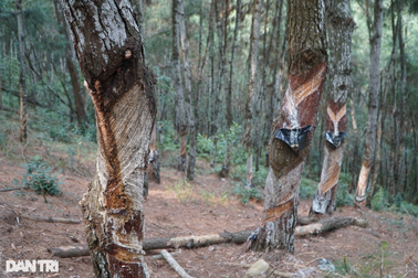 Hàng trăm cây thông ở khu di tích lịch sử quốc gia Rừng Thông bị "bức tử"