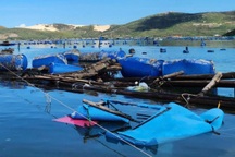 Bão Kalmaegi đưa nhiều người dân thủ phủ tôm hùm trở về tay trắng