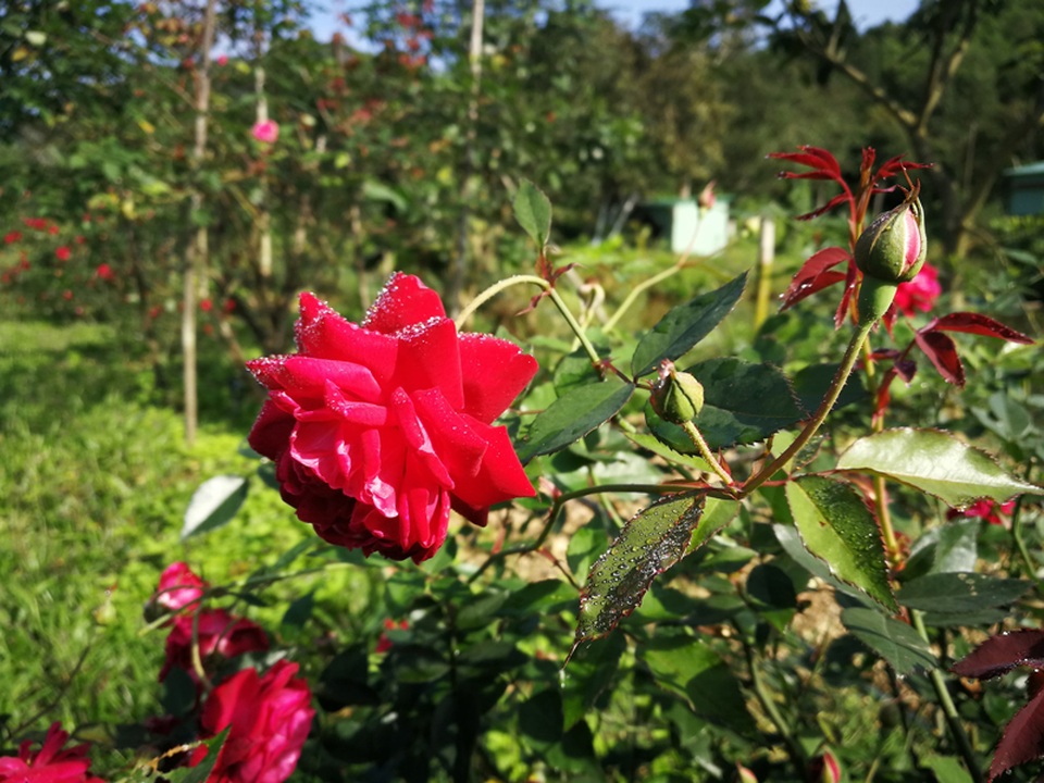 Chủ trại hồng tiếc nuối vì dịch corona ngăn khách đến ngắm mùa hoa đẹp nhất - 10 Chủ trại hồng tiếc nuối vì dịch corona ngăn khách đến ngắm mùa hoa đẹp nhất - 10