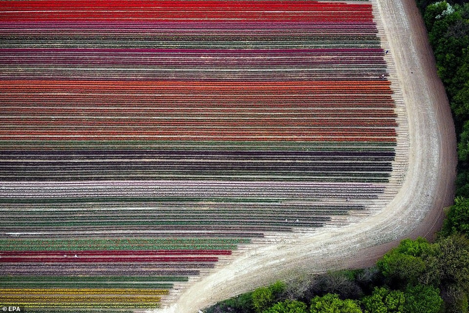 Mãn nhãn với cánh đồng hoa tulip rực rỡ sắc màu - 7 Mãn nhãn với cánh đồng hoa tulip rực rỡ sắc màu - 7