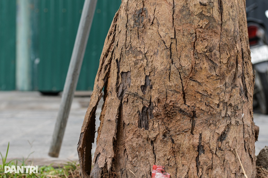 Loạt cây xanh có dấu hiệu chết khô trên đường Huỳnh Thúc Kháng kéo dài - 4 Loạt cây xanh có dấu hiệu chết khô trên đường Huỳnh Thúc Kháng kéo dài - 4