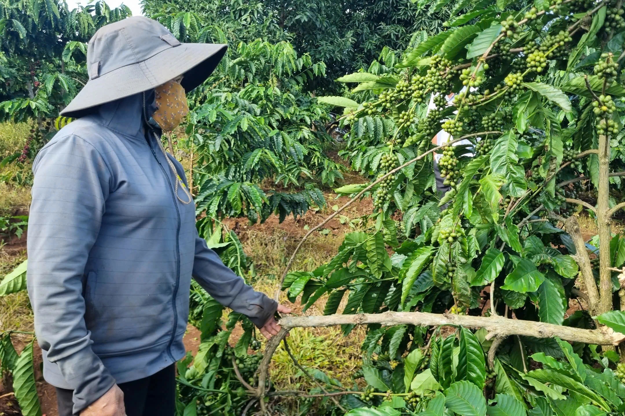 مردم ناراحت هستند زیرا دزدها مدام میوه میدزدند و درختان قهوه را قطع میکنند - ۳ Người dân bức xúc vì kẻ gian liên tục trộm quả, chặt phá cây cà phê - 3