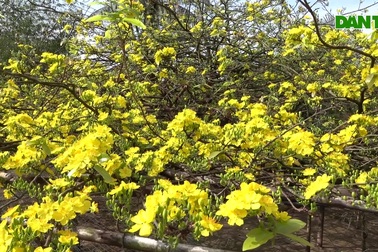 Cây mai dáng chim công, trả bao nhiêu tiền chủ cũng không bán