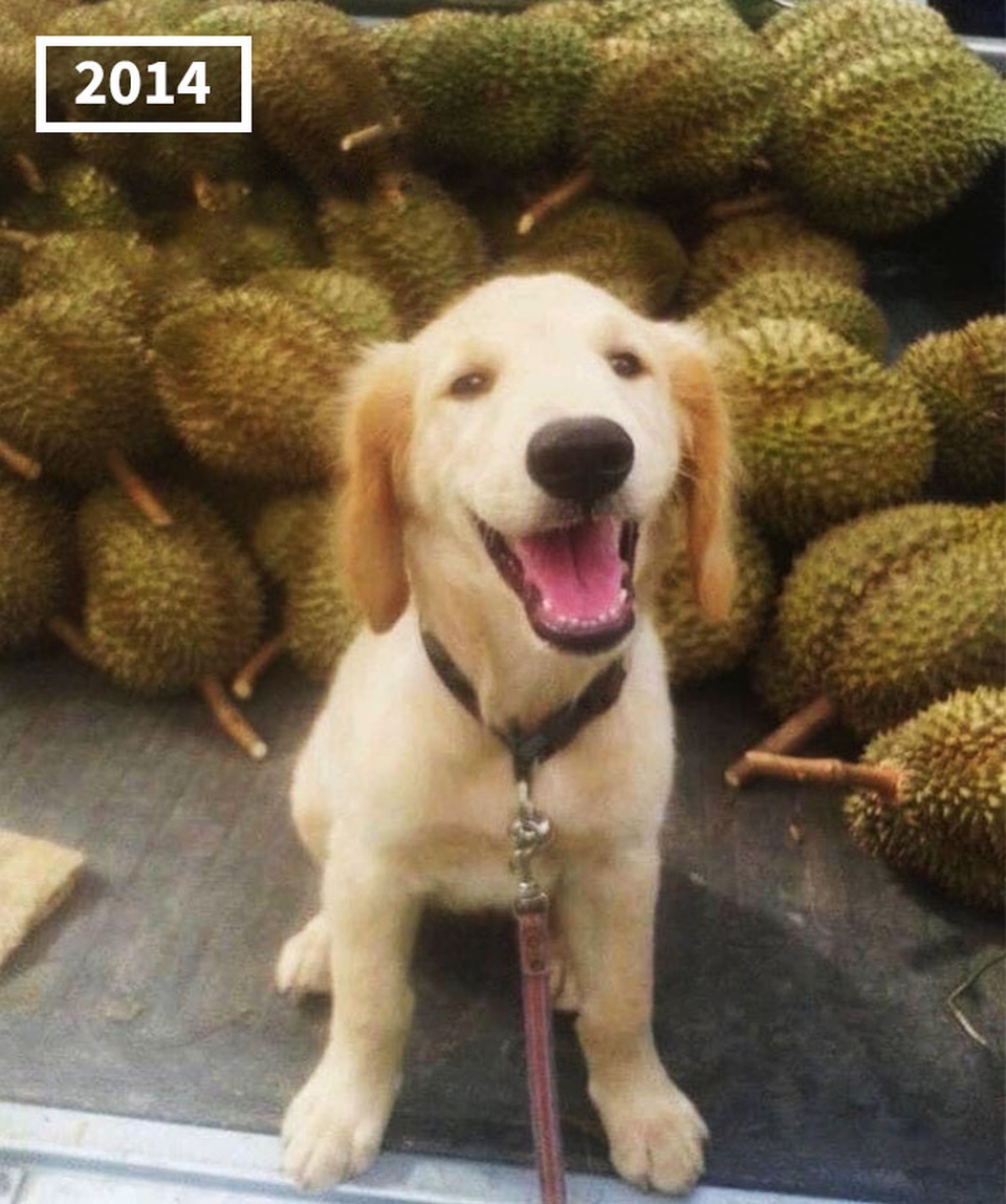 Nụ cười đốn tim của chú chó trở thành thương hiệu của nông trại sầu riêng - 2 Nụ cười đốn tim của chú chó trở thành thương hiệu của nông trại sầu riêng - 2