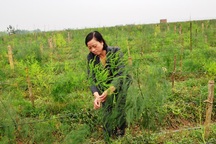 Trồng cây “rau vua”, nuôi con đặc sản, nông dân nhanh giàu