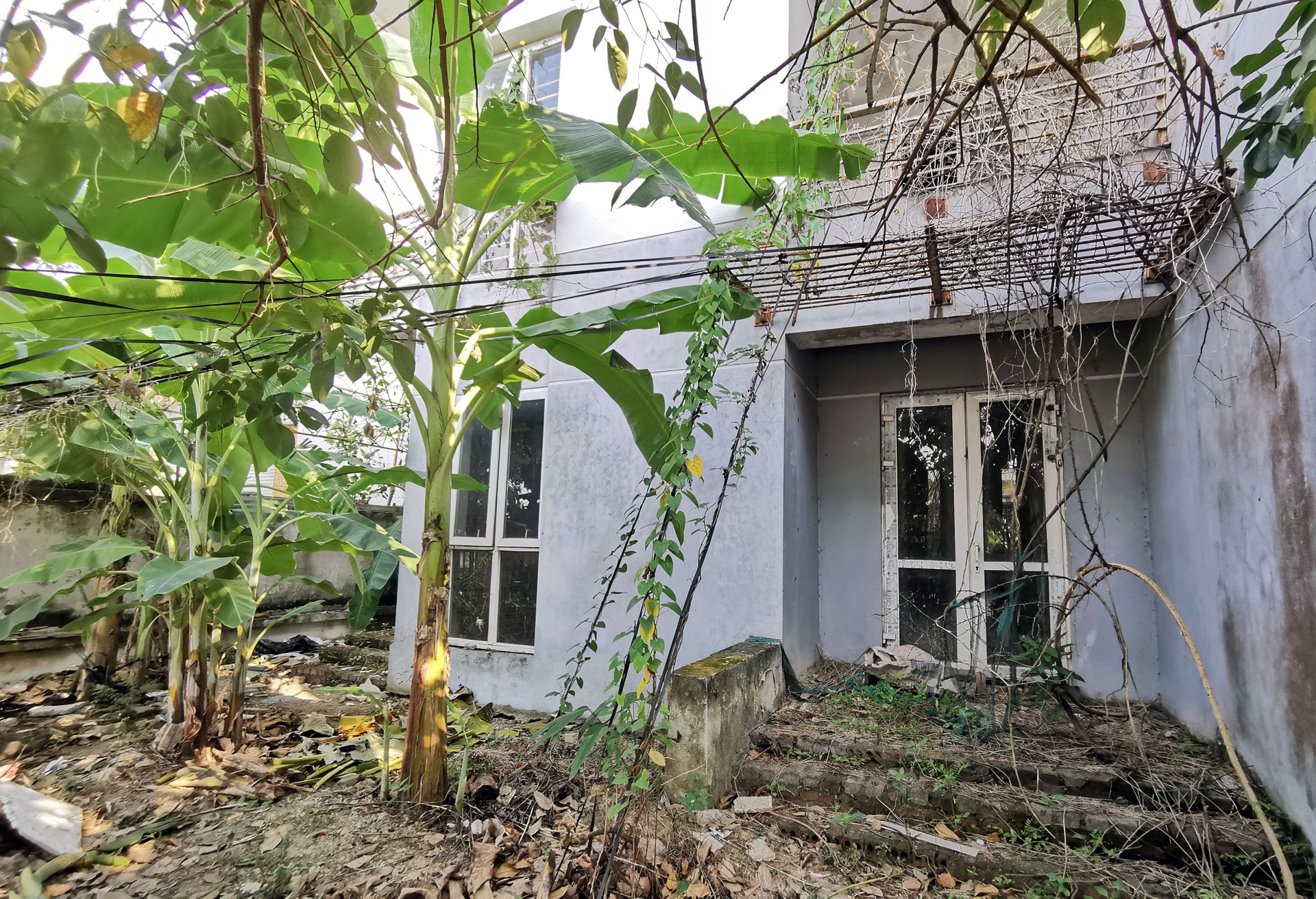 Chuối mọc um tùm trong biệt thự bỏ hoang ở một khu đô thị phía Tây Hà Nội - 8 Chuối mọc um tùm trong biệt thự bỏ hoang ở một khu đô thị phía Tây Hà Nội - 8