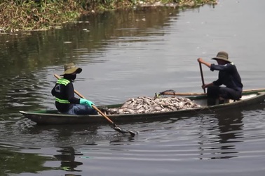 Cá chết nổi trắng hồ điều tiết Hoà Phú ở Đà Nẵng