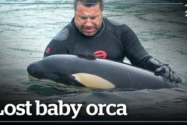 Cận cảnh cá voi sát thủ Toa