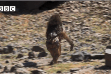 Choáng với cảnh khỉ đầu chó “săn” chim hồng hạc