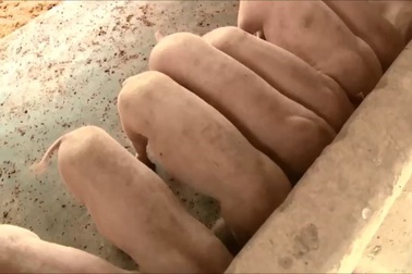 Ngư dân tìm kế sinh nhai sau thời kỳ cá chết