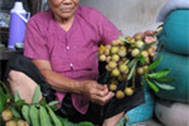 Nhãn lồng được mùa nhưng nhà vườn chưa vui