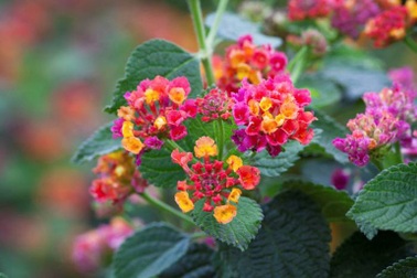 Hé lộ về nguyên liệu mới của ngành nội thất thế giới