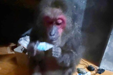 Khỉ mặt đỏ quý hiếm chạy lạc vào nhà dân ở Hưng Yên