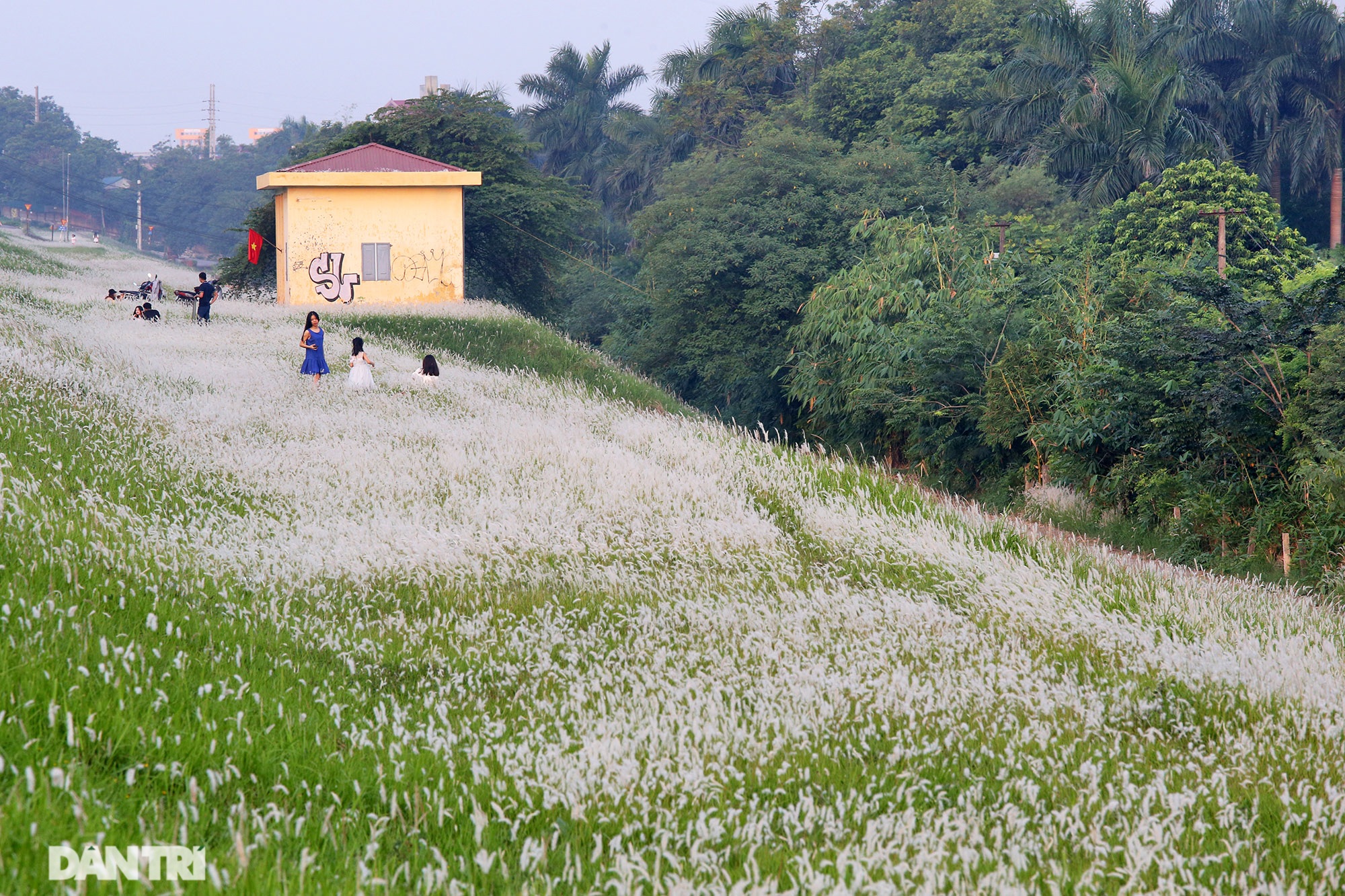 Thiên đường cỏ tranh trắng muốt tại Hà Nội - 8 Thiên đường cỏ tranh trắng muốt tại Hà Nội - 8