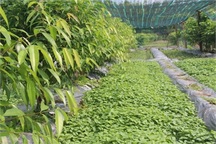 Người Tây Ninh kiếm hàng chục triệu/tháng nhờ... rau rừng