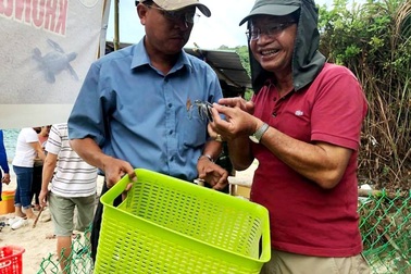 115 chú rùa con "chạy đua" ra biển Cù Lao Chàm