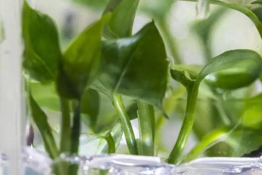 Cây biến đổi gen có thể làm sạch không khí ô nhiễm