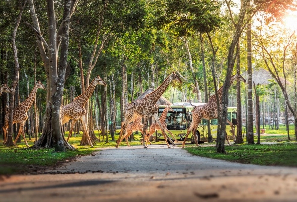 Một ngày vào vai nhà động vật học giữa thiên đường hoang dã Vinpearl Safari - 7 Một ngày vào vai nhà động vật học giữa thiên đường hoang dã Vinpearl Safari - 7
