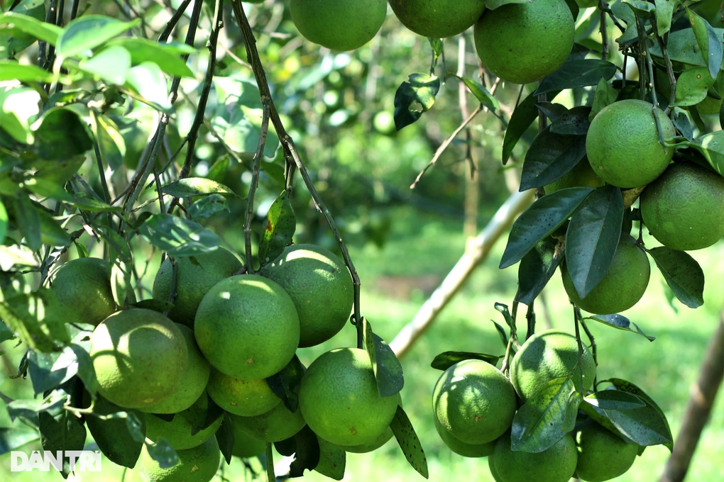 Cải tạo đất đồi thành vườn cây ăn quả, bất ngờ thu lãi cao - 3 Cải tạo đất đồi thành vườn cây ăn quả, bất ngờ thu lãi cao - 3