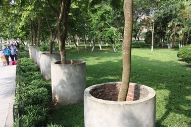 Sưa “mặc váy bê tông” vẫn không an toàn