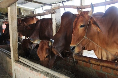 Hạn hán, xâm nhập mặn khủng khiếp, nông dân lo cứu đói cho… bò